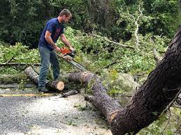 Best Hazardous Tree Removal  in Hastings On Hudson, NY