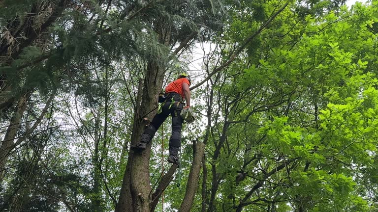 Hastings On Hudson, NY Tree Services Company