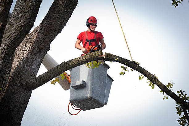 How Our Tree Care Process Works  in Hastings On Hudson, NY